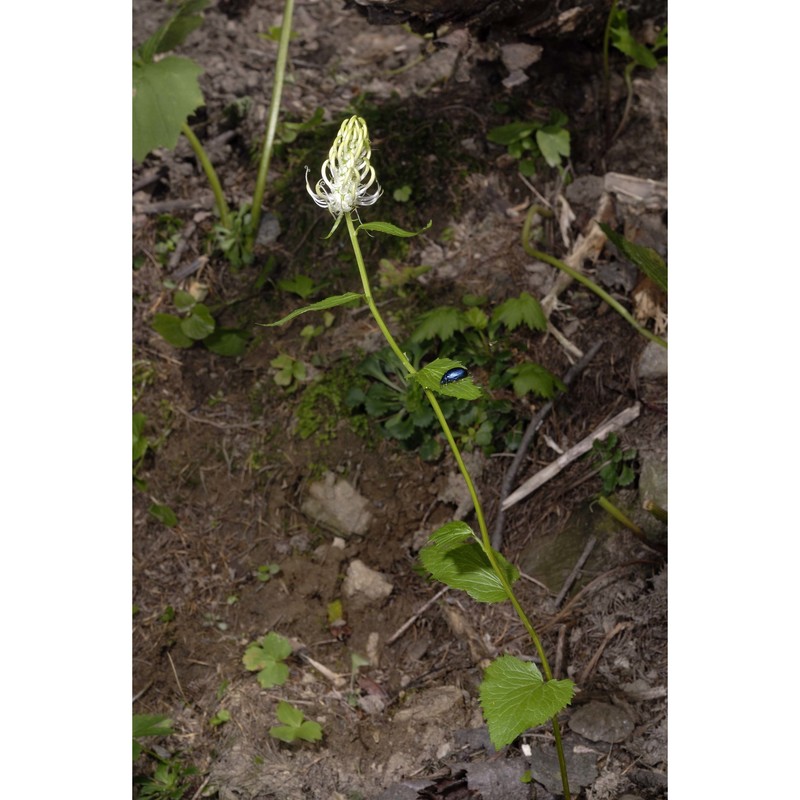phyteuma spicatum l.