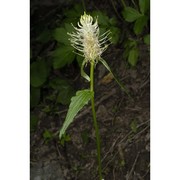 phyteuma spicatum l.