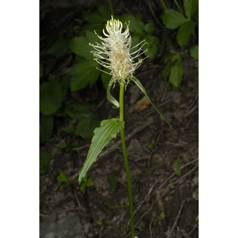 phyteuma spicatum l.
