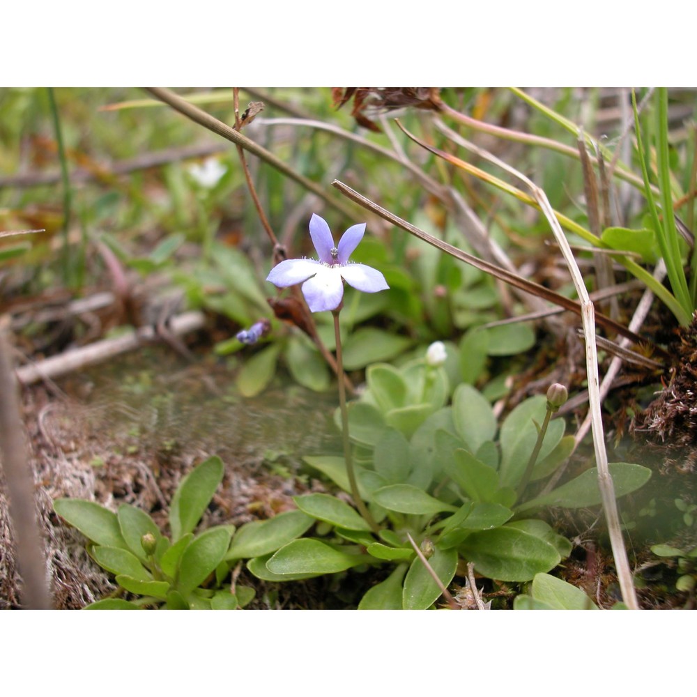 solenopsis bivonae (tineo) m. b. crespo, serra et juan