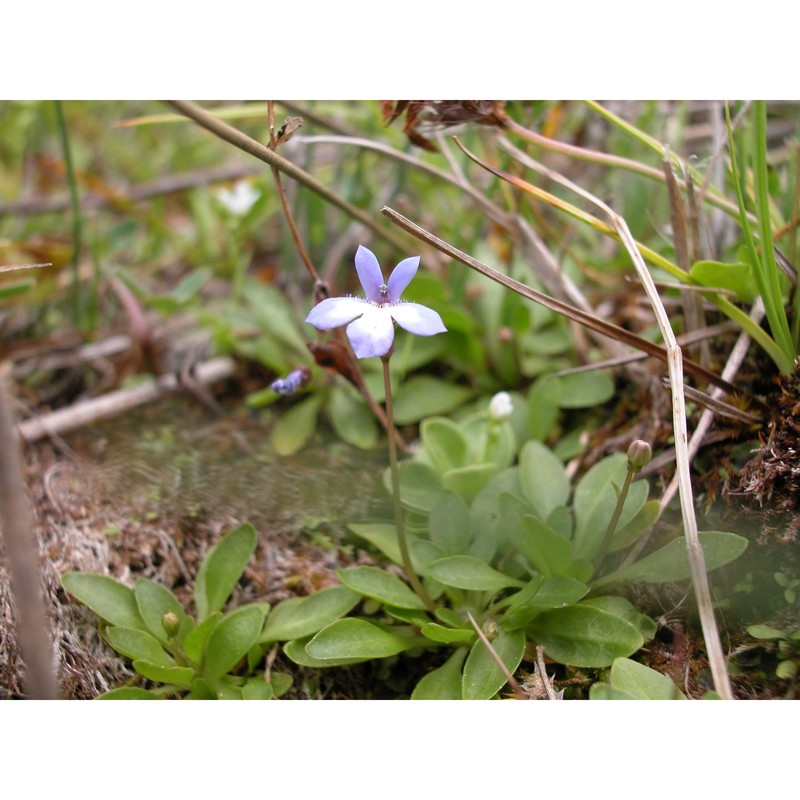 solenopsis bivonae (tineo) m. b. crespo, serra et juan