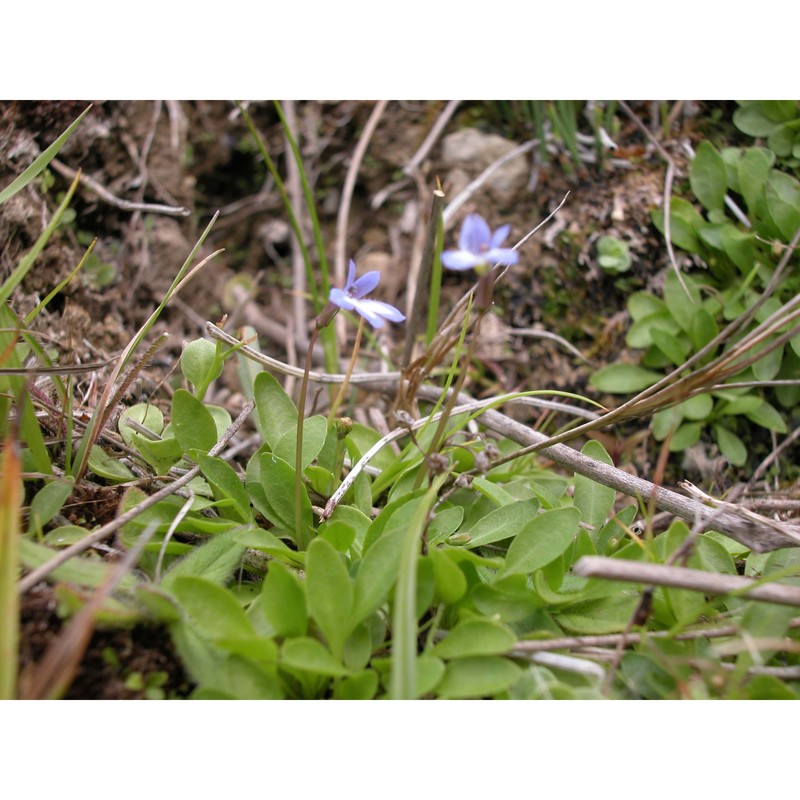 solenopsis bivonae (tineo) m. b. crespo, serra et juan