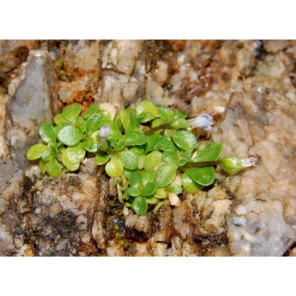 solenopsis corsica (meikle) m. b. crespo, serra et juan