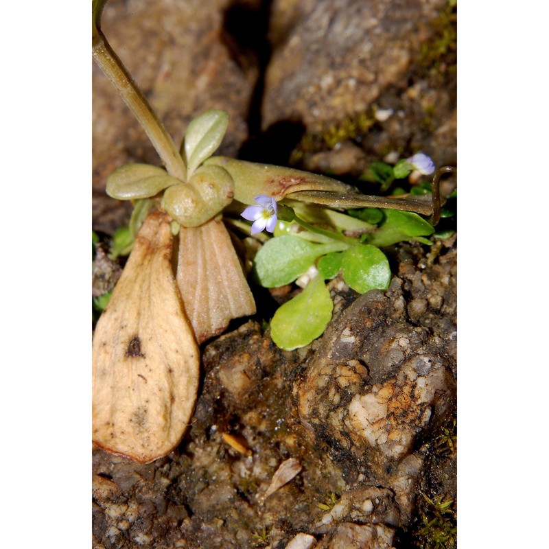 solenopsis corsica (meikle) m. b. crespo, serra et juan