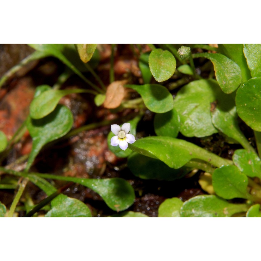 solenopsis corsica (meikle) m. b. crespo, serra et juan