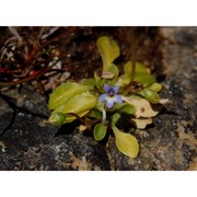 solenopsis corsica (meikle) m. b. crespo, serra et juan