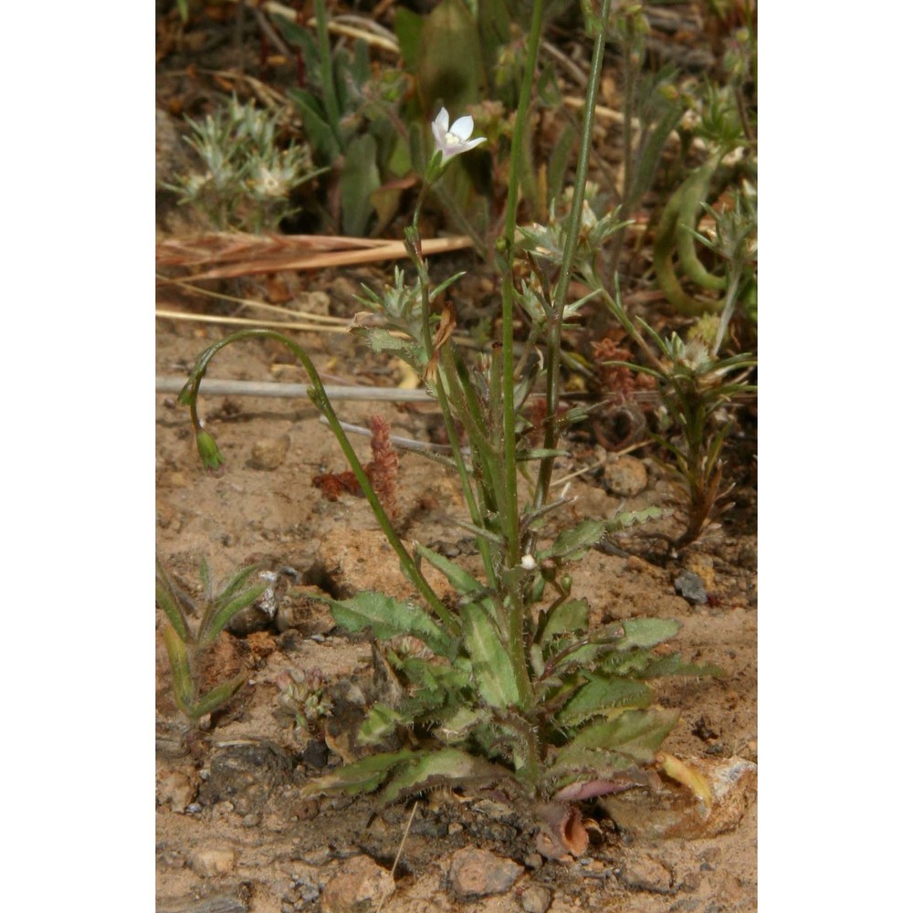 wahlenbergia nutabunda (guss.) a. dc.