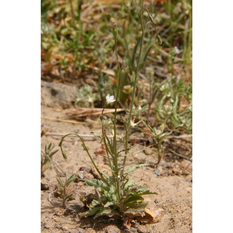 wahlenbergia nutabunda (guss.) a. dc.