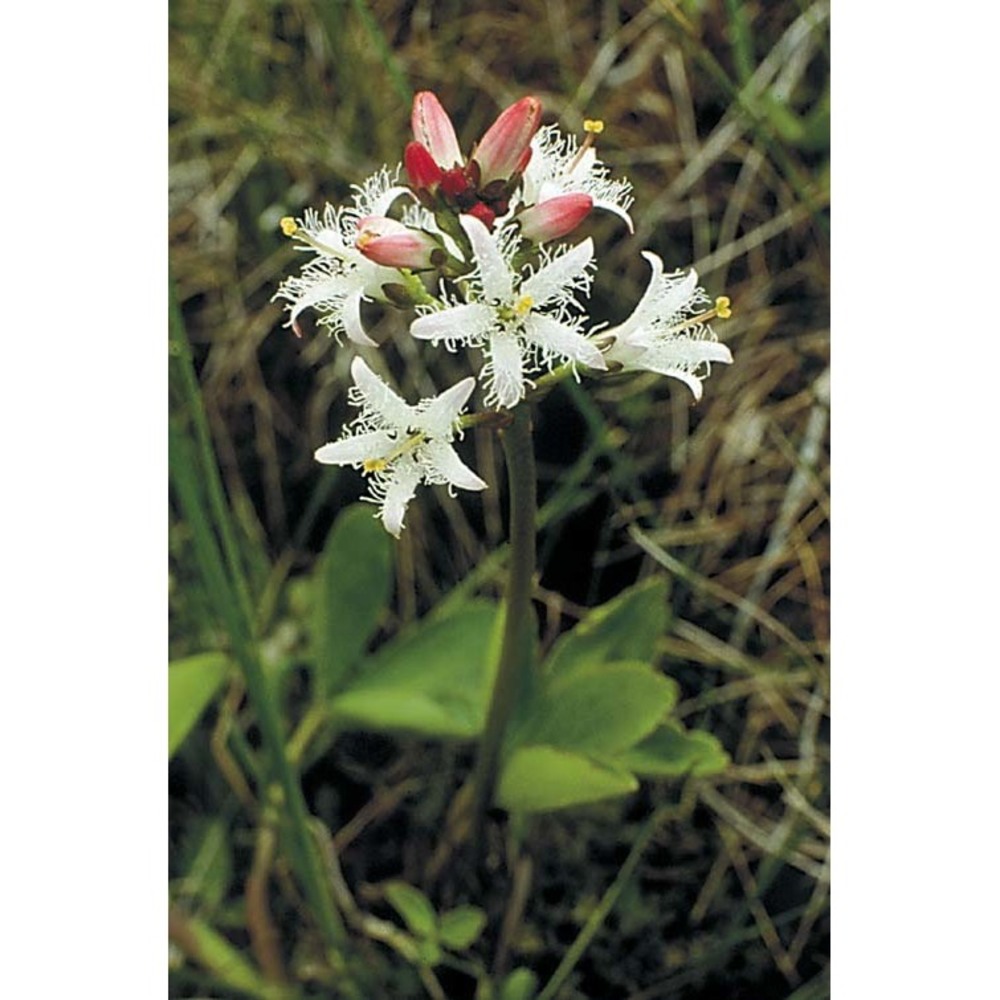 menyanthes trifoliata l.