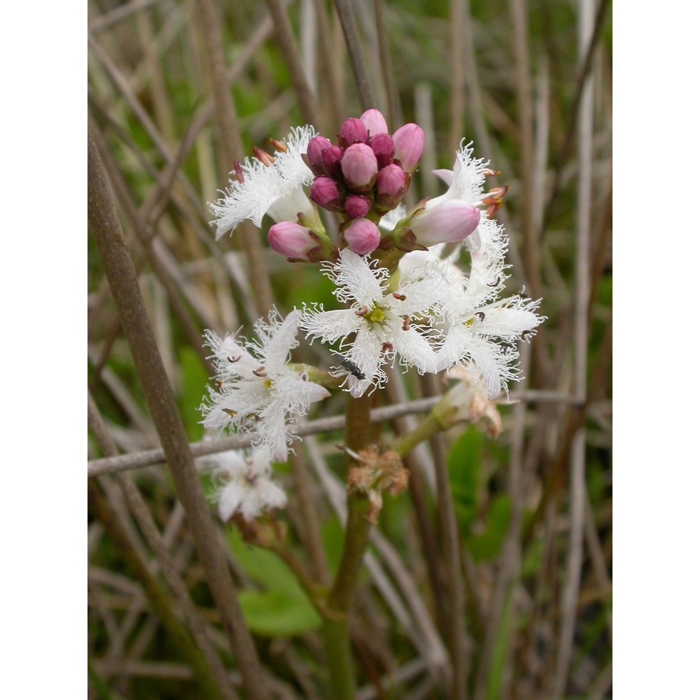 menyanthes trifoliata l.