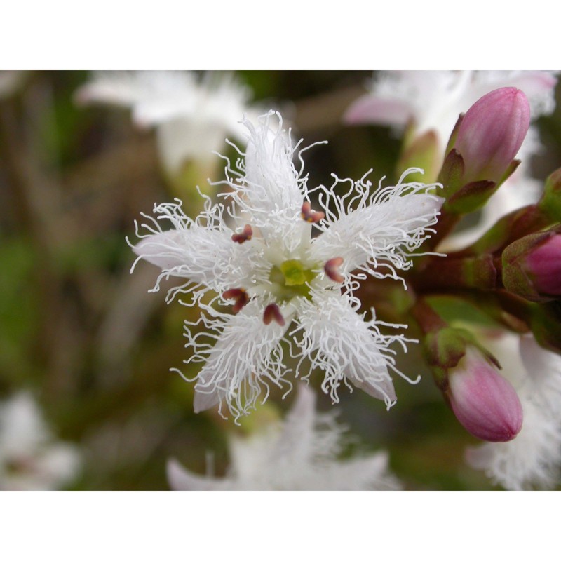 menyanthes trifoliata l.