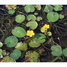 nymphoides peltata (s. g. gmel.) kuntze