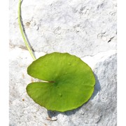 nymphoides peltata (s. g. gmel.) kuntze