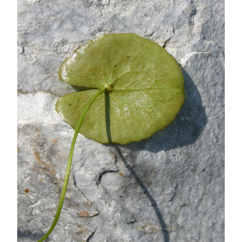 nymphoides peltata (s. g. gmel.) kuntze