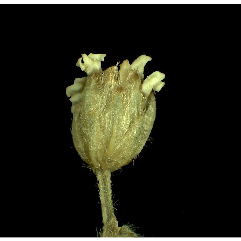 achillea virescens (fenzl) heimerl