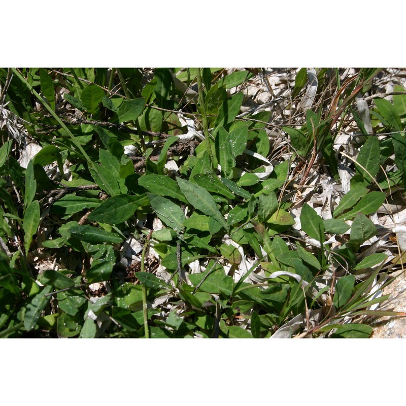 aetheorhiza bulbosa (l.) cass.
