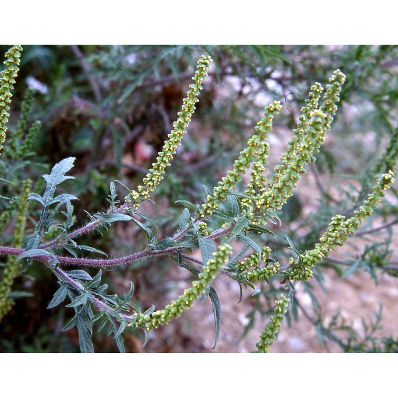 ambrosia artemisiifolia l.