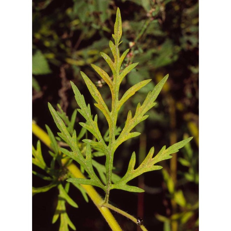 ambrosia artemisiifolia l.