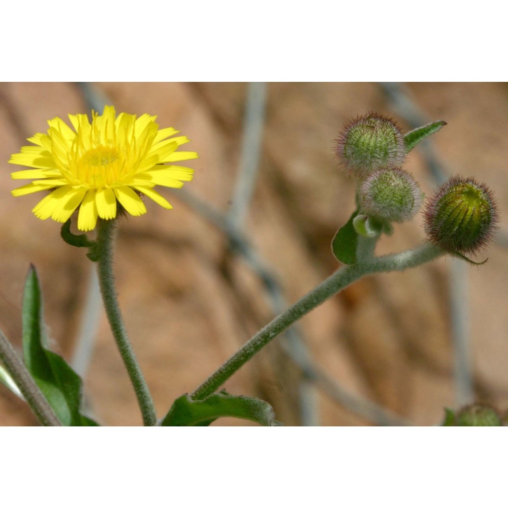 andryala integrifolia l.