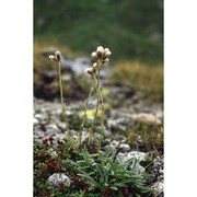 antennaria carpatica (wahlenb.) bluff et fingerh.