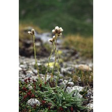 antennaria carpatica (wahlenb.) bluff et fingerh.