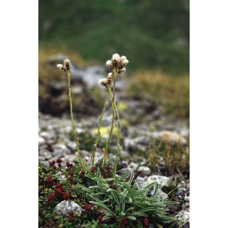 antennaria carpatica (wahlenb.) bluff et fingerh.