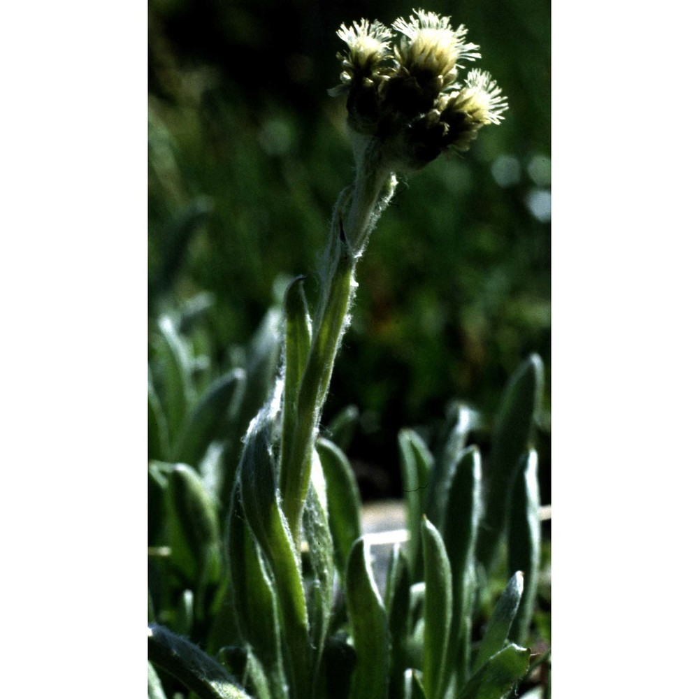 antennaria carpatica (wahlenb.) bluff et fingerh.