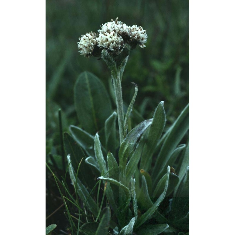 antennaria carpatica (wahlenb.) bluff et fingerh.