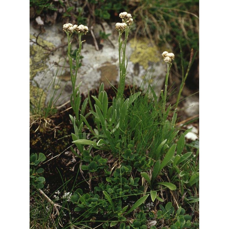 antennaria carpatica (wahlenb.) bluff et fingerh.