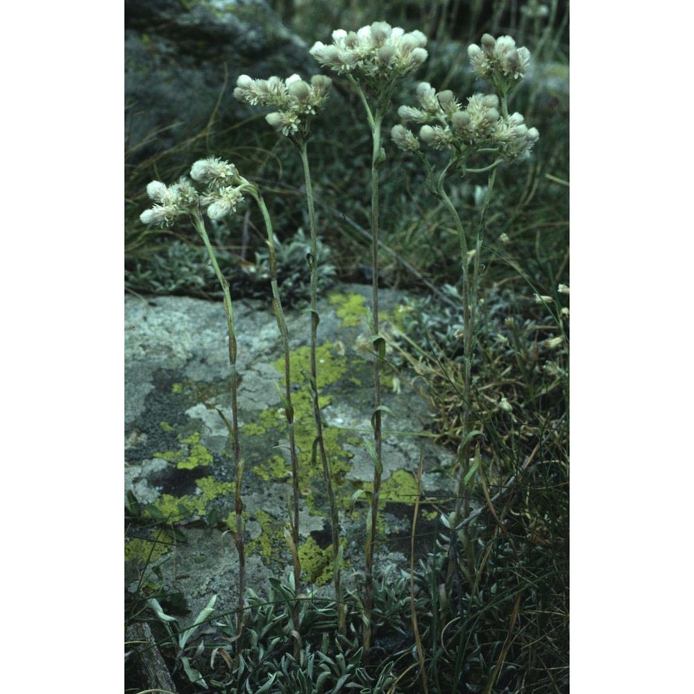 antennaria dioica (l.) gaertn.