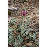 antennaria dioica (l.) gaertn.