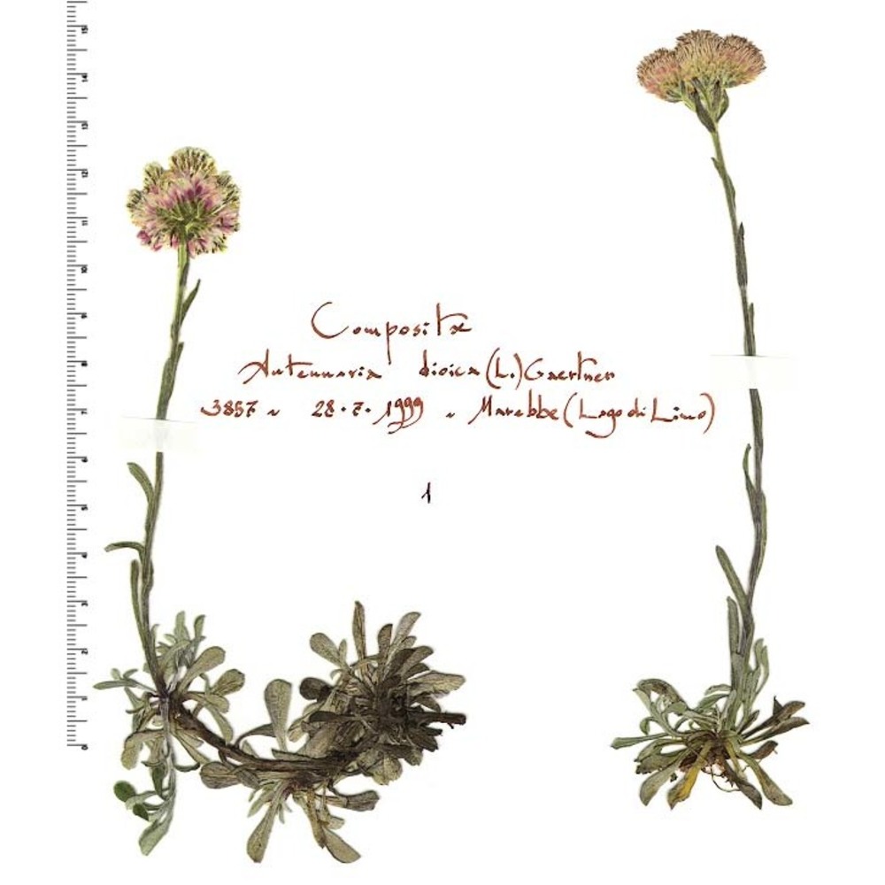 antennaria dioica (l.) gaertn.