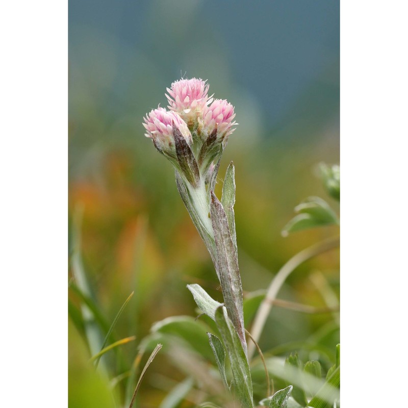 antennaria dioica (l.) gaertn.