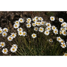 anthemis aetnensis schouw