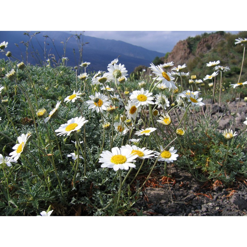 anthemis aetnensis schouw