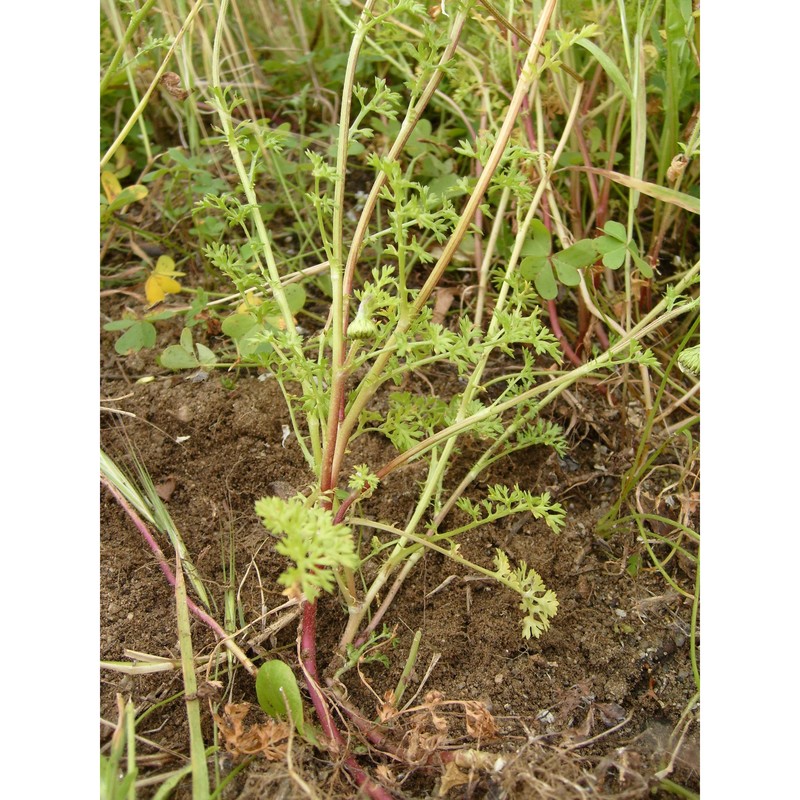 anthemis chia l.