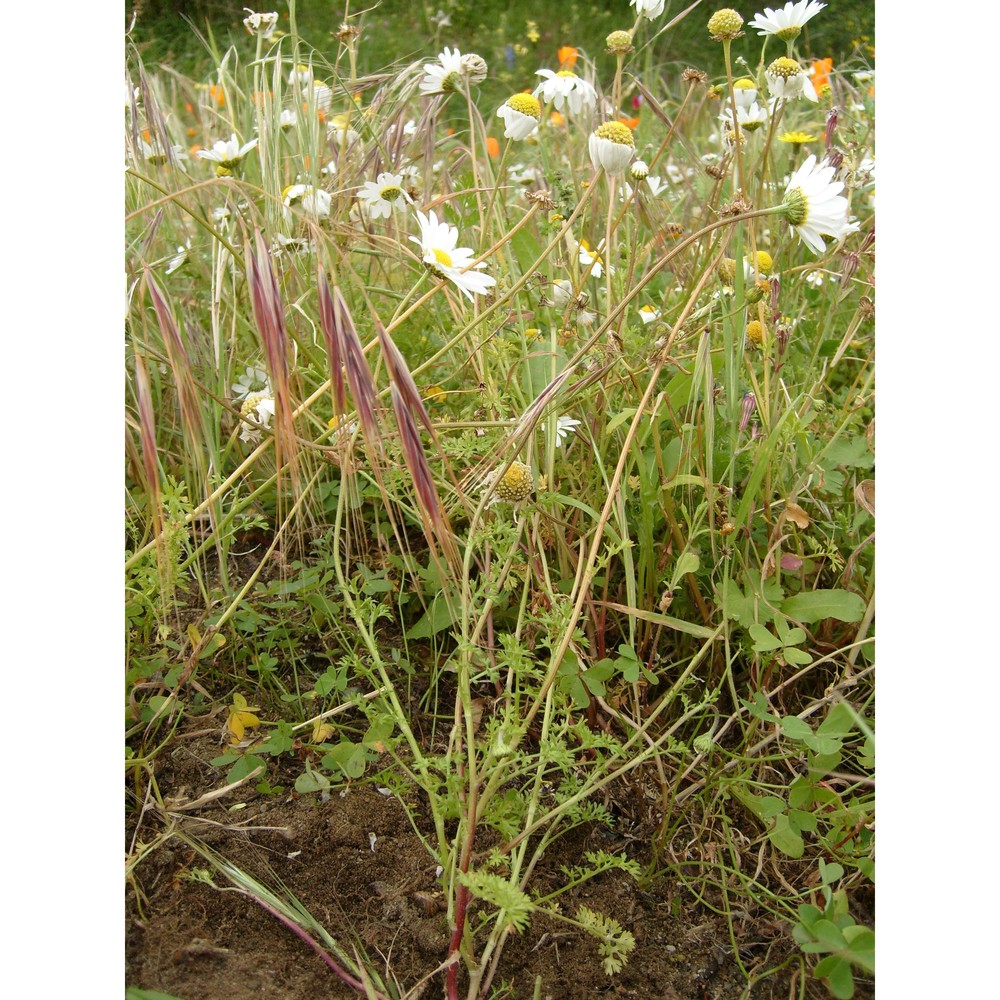 anthemis chia l.