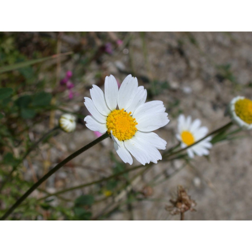 anthemis chia l.