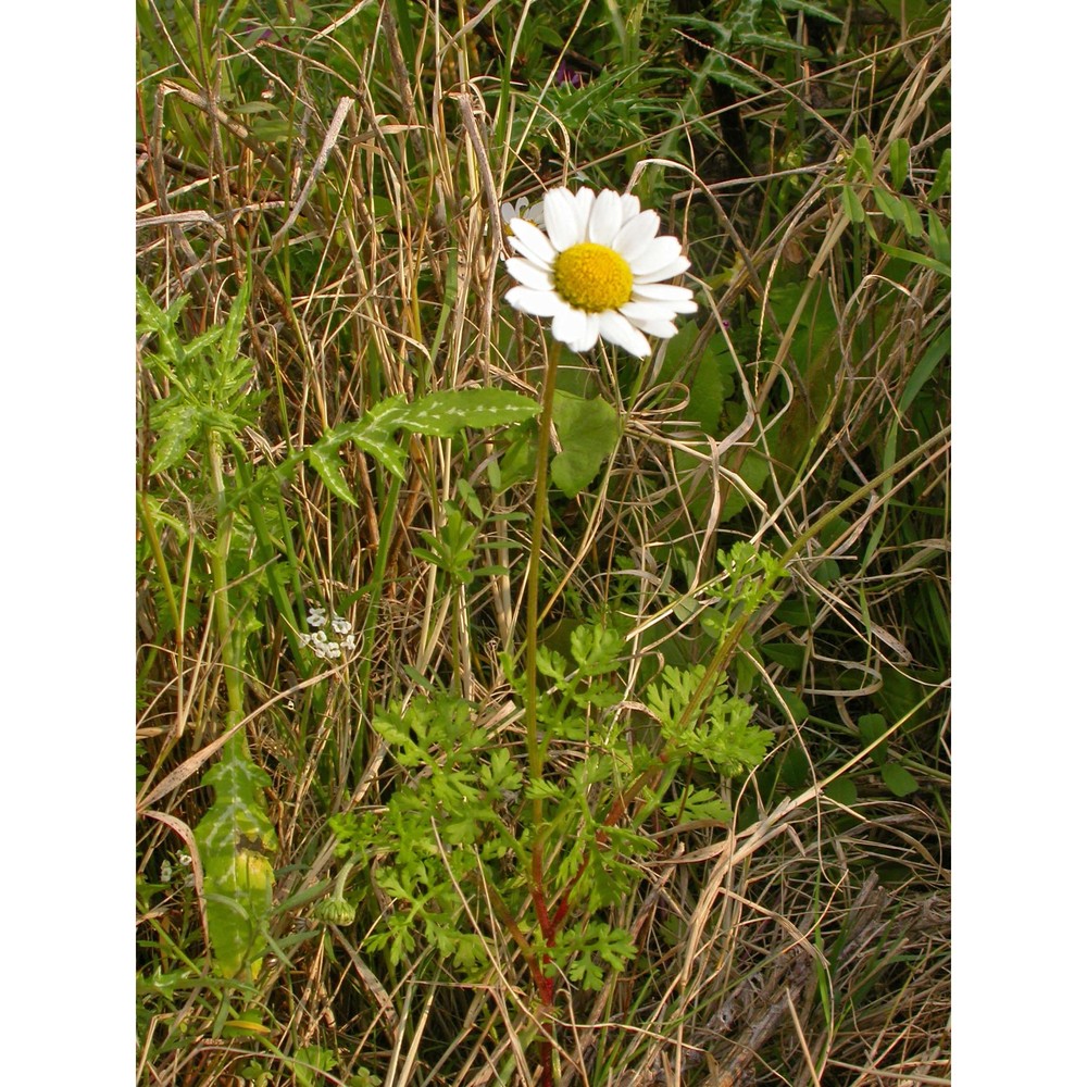 anthemis chia l.