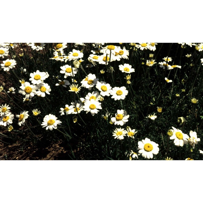 anthemis cretica l.