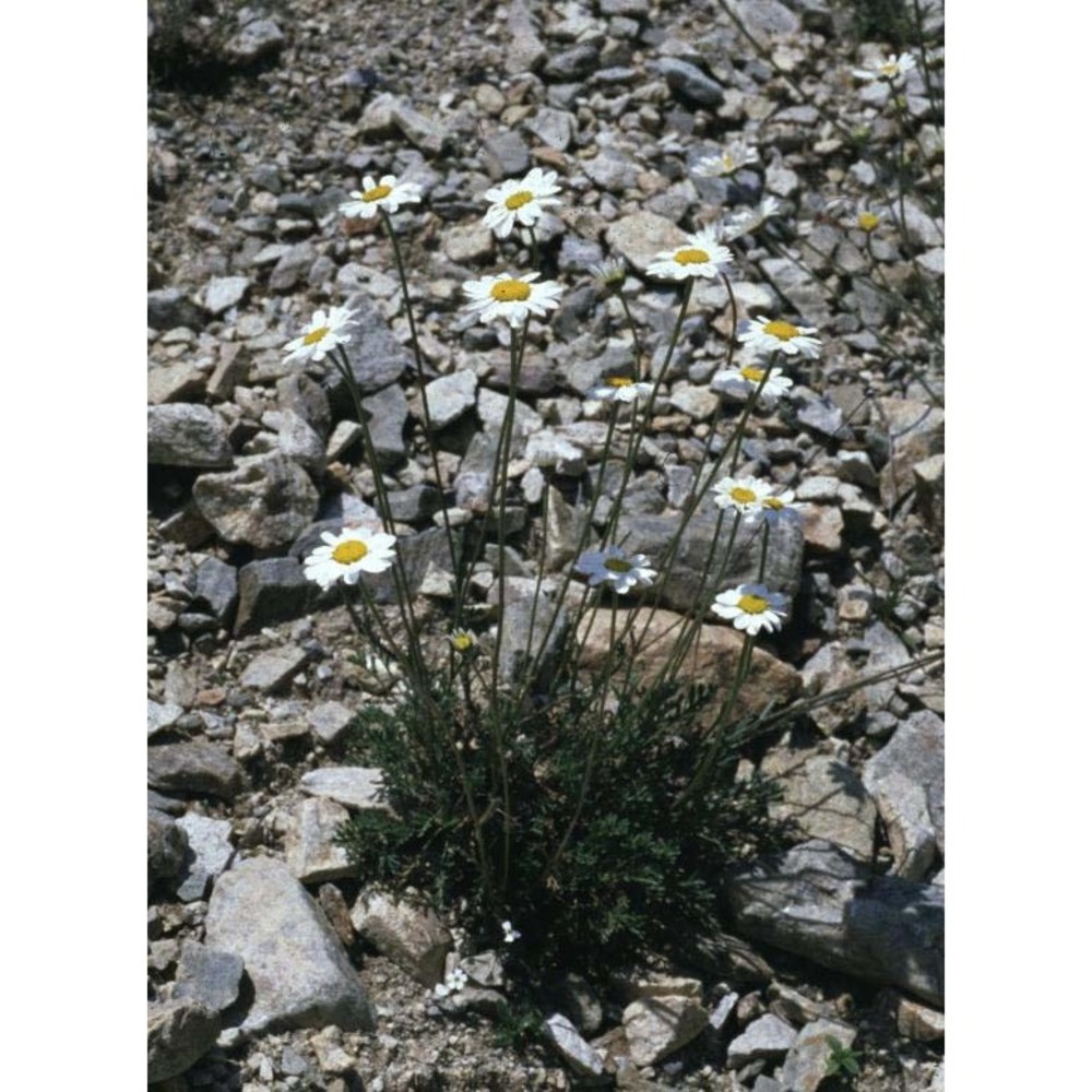 anthemis cretica l.