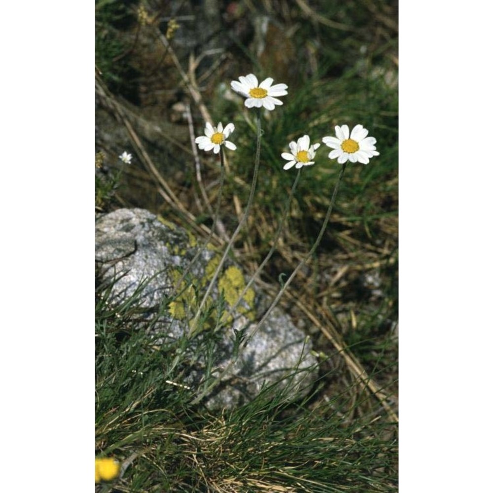 anthemis cretica l.