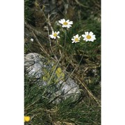 anthemis cretica l.