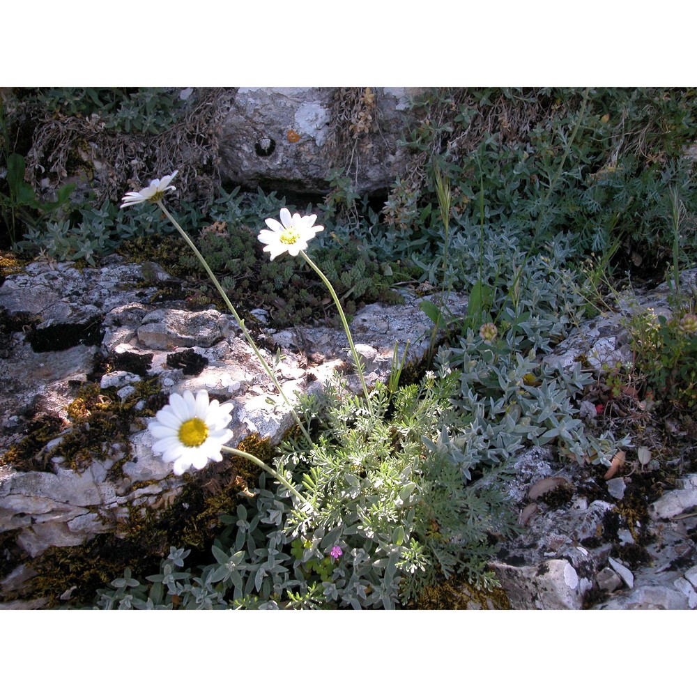 anthemis cupaniana tod. ex nyman