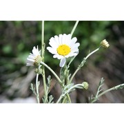 anthemis cupaniana tod. ex nyman