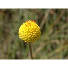 anthemis hydruntina h. groves