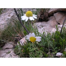 anthemis ismelia lojac.