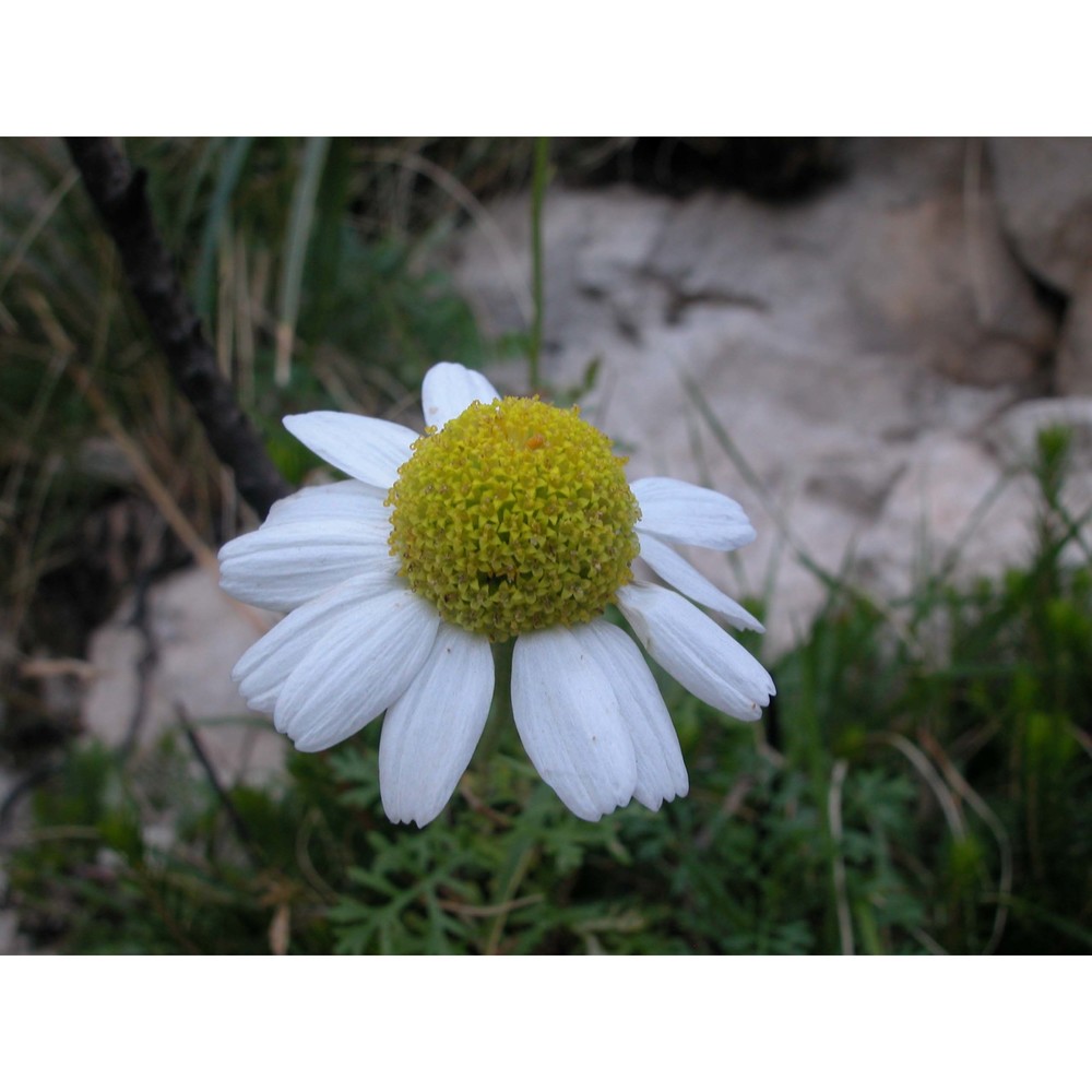 anthemis ismelia lojac.