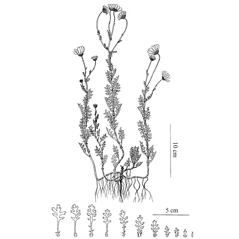 anthemis maritima l.