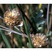 anthemis maritima l.